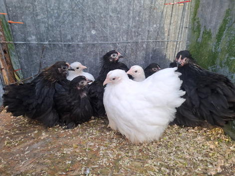 Colored pekin bantam chicks
