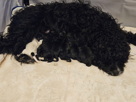 6 Gorgeous puppies