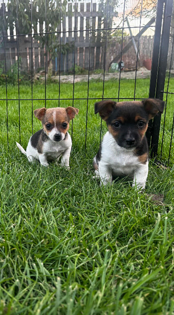 Jack Russel puppies