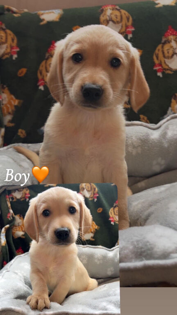 Cockador cross cavapoo