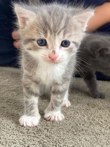 Beautiful British shorthair x kittens for rehoming