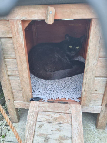 Old female cat.