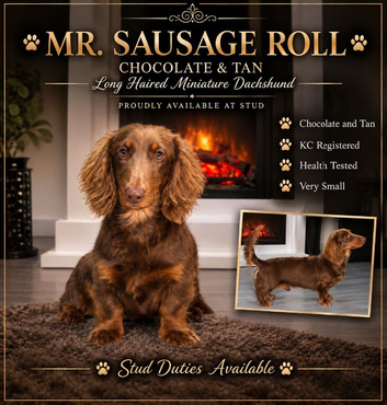 miniature dachshund stud