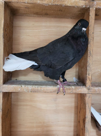 Turkish Black White Tail For Sale