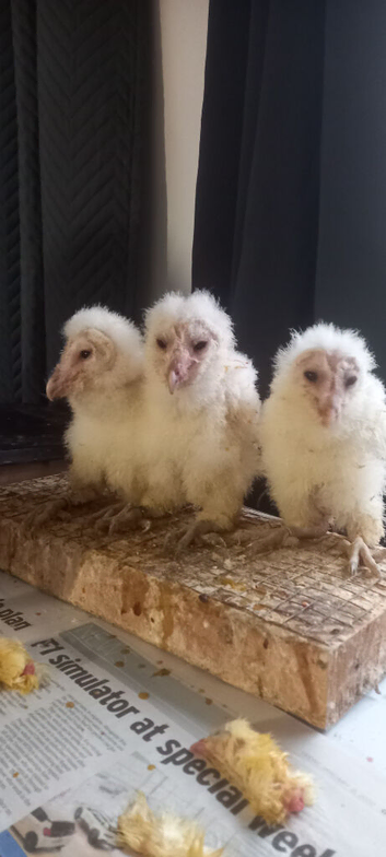 OWLETS FOR SALE LAST 3 FOR SEASON