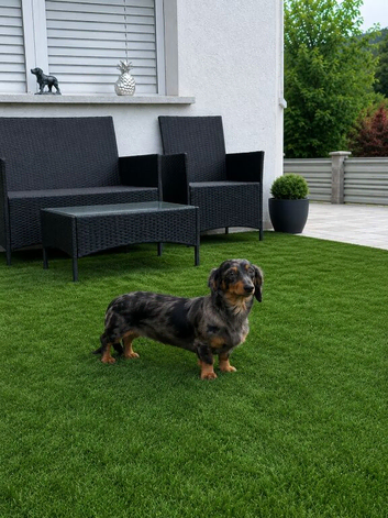 long-haired dachshund