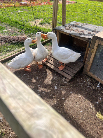 Aylesbury drakes