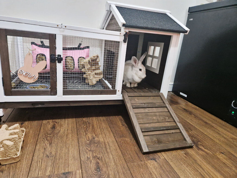 Bunny Rabbit
