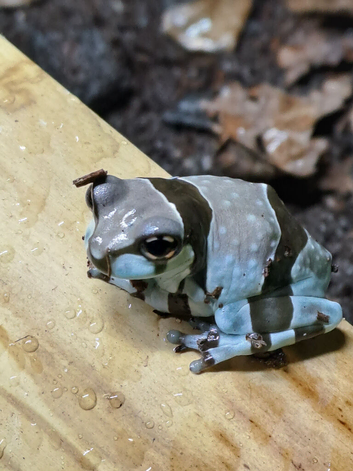 Amazon milk frogs for sale