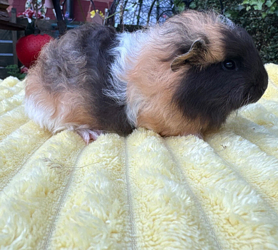 Two boars for sale
