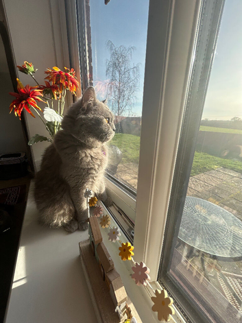 Female British Shorthair