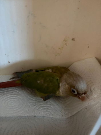Conure