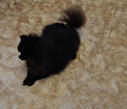 Pomeranian  little girl