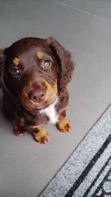 Sprocket Spaniel Puppie