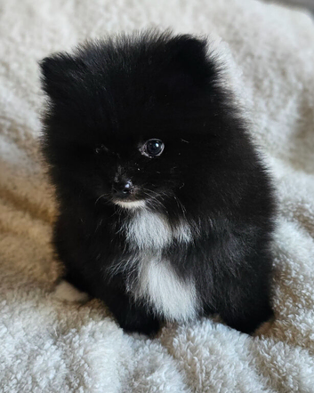 2 Beautiful kc pomeranian