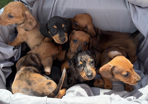 Beautiful baby puppies