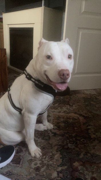 Stitch the white and ginger staffy
