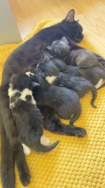 4 kittens for sale & 2 girls, 2 boys