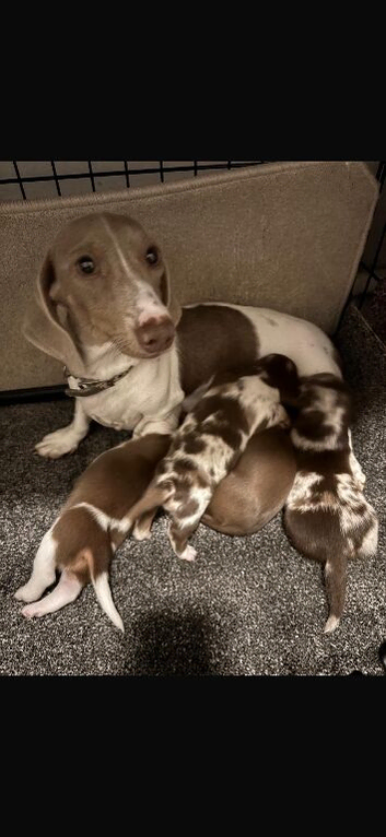 Long haired dachshund ready to leave