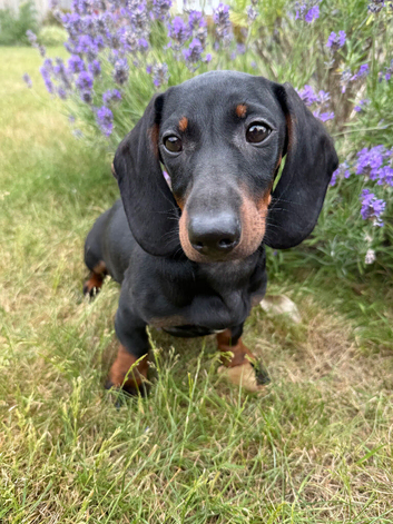 Ready to leave now! Gorgeous Black and Tan boy