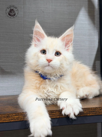 TICA registered Maine coon kittens READY NOW