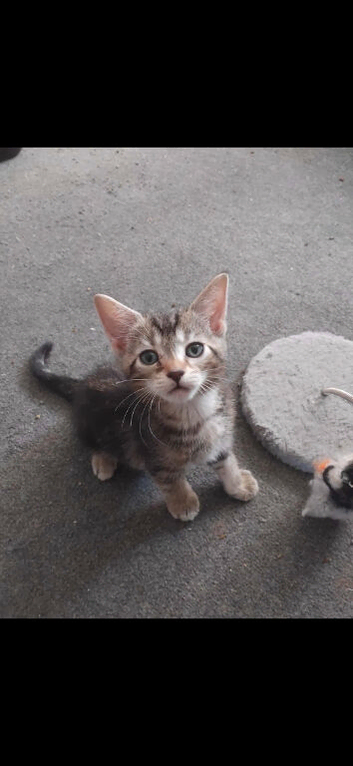 2x kittens for rehoming