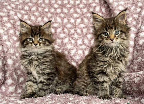TICA reg Maine coons