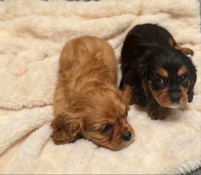 King Charles puppy&rsquo;s
