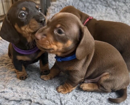KC Registered Miniature Dachshund Puppies - Ready 30th May