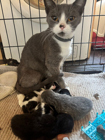3 beautiful girl kittens and 2 boy kittens