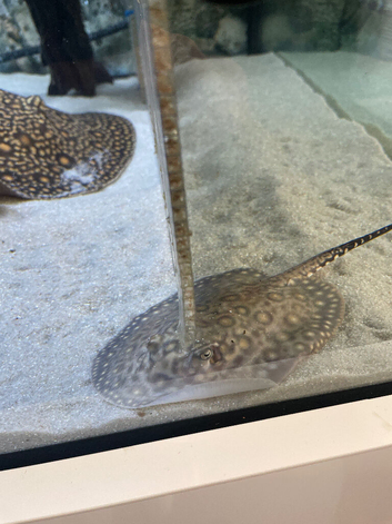 Mini marble sting ray pup female