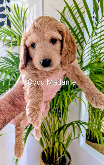 5week old outstanding full DNA tested Cockerpoo puppies