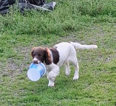 Gorgeous English Springer Spaniel Puppy