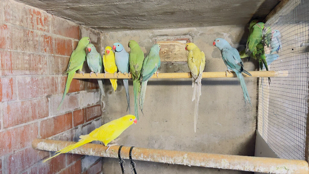 Indian Ringnecks for sale in various colours