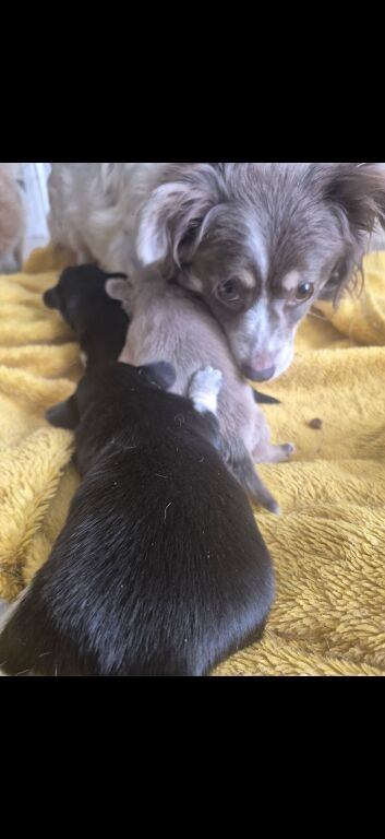3 males jackawawa pups for sale