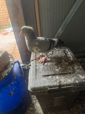 Pigeon