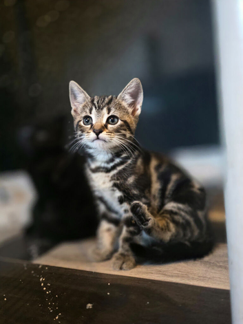 Very cute kittens mixed breed