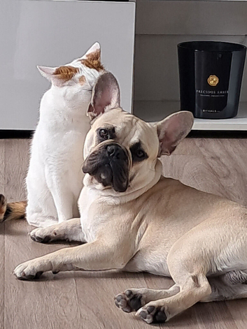 French bulldog re home