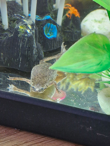 African dwarf frog and Rams snail