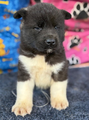 American Akita Puppies