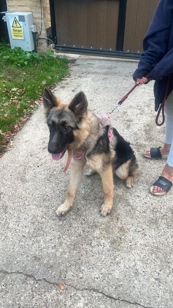 German shepherd