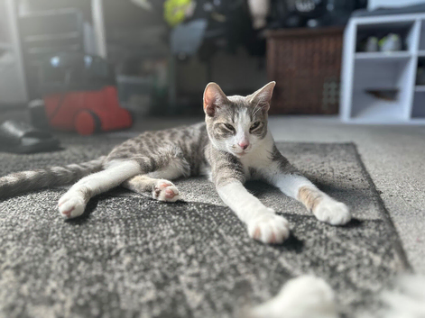 Cat needs re homing
