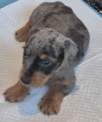 Male dachshund puppy