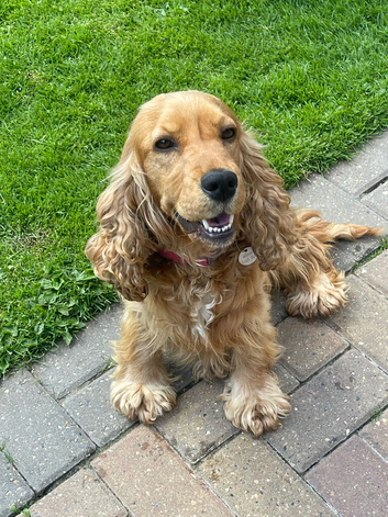 Girl cocker spaniel