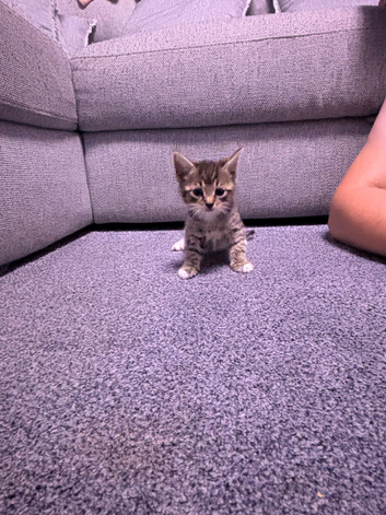 6 very playful beautiful kittens