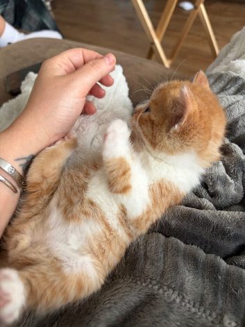 Beautiful ginger and tortoiseshell kittens