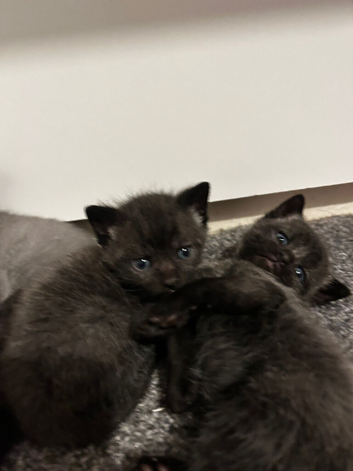 Twin kittens for sale