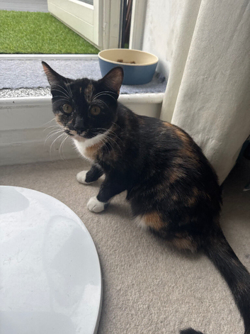 3 kittens ready to be rehomed