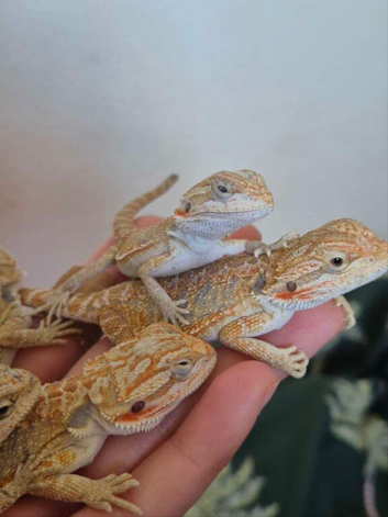 High end double het bearded dragons