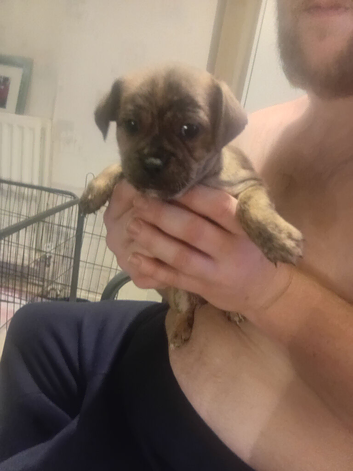Chihuahua x staffy puppies